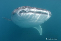 I was researching the whale sharks in the Sea of Cortez a... by Maria Munn 